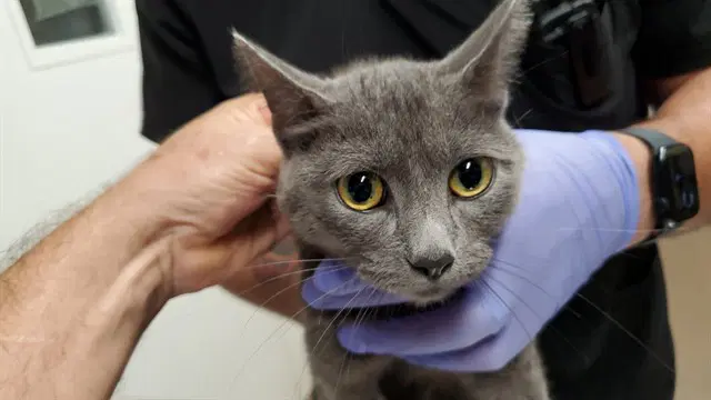 Berry - Russian Blue