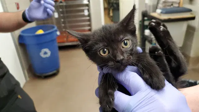 Kahlua - Domestic Short Hair