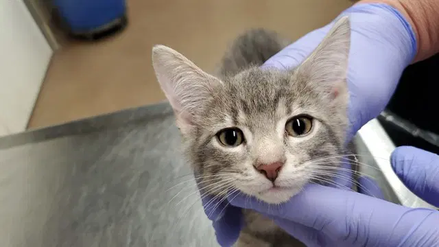 Midnite - Domestic Short Hair