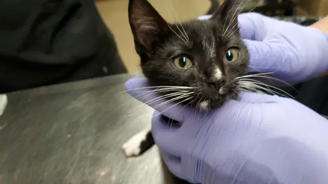 Cosmopolitan - Domestic Short Hair
