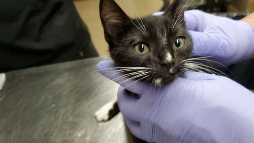 *COSMOPOLITAN, a cat for adoption from Aurora Animal Care and Control