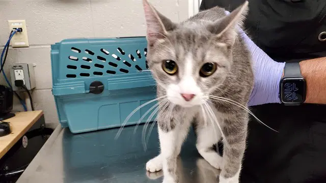 Latte - Domestic Short Hair
