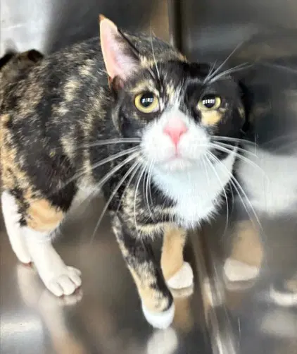 Merlot - Domestic Short Hair