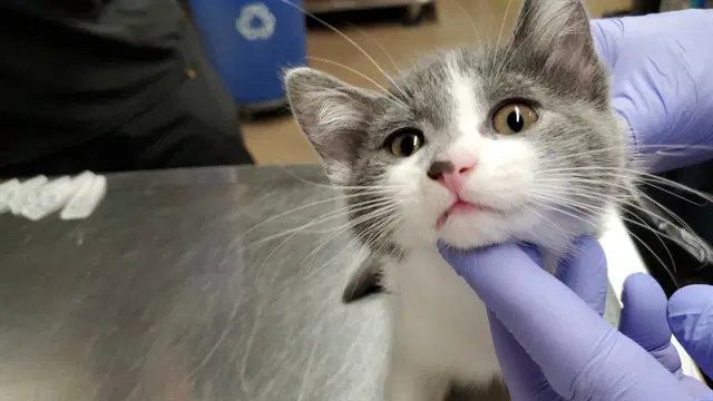 Fluffy - Domestic Short Hair