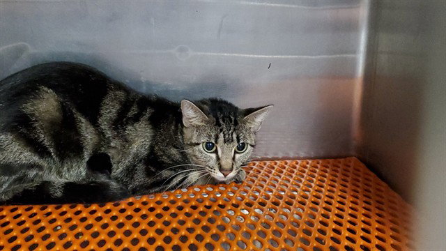 *Shelly, Domestic Short Hair