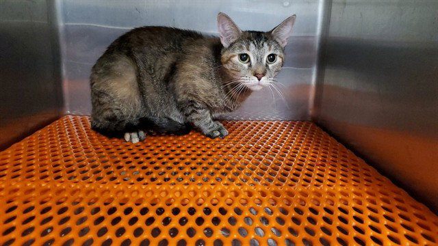 *Dunkel, Domestic Short Hair