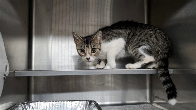 Sonic, Domestic Short Hair