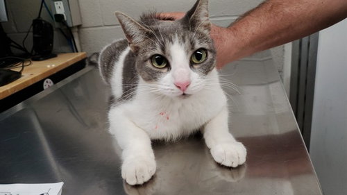 *GIN, a cat for adoption from Aurora Animal Care and Control