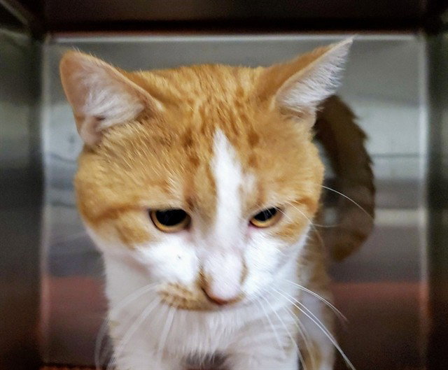*George, Domestic Short Hair