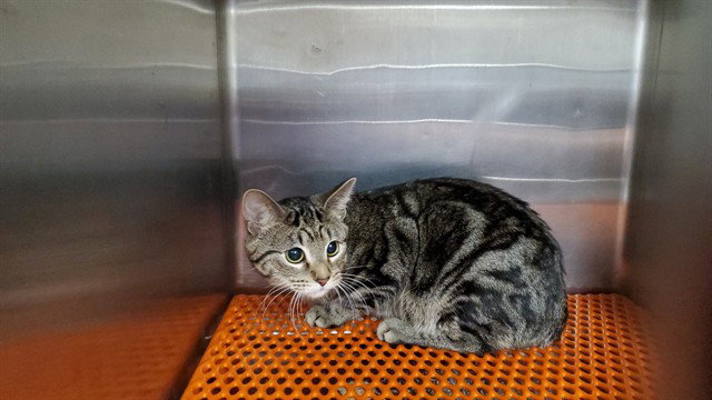 *Selser Rango, Domestic Short Hair