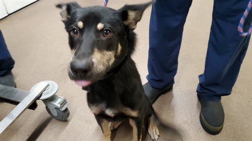 *BORDEAU, a dog for adoption from Aurora Animal Care and Control