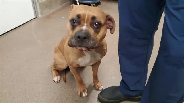 Nova - Boxer