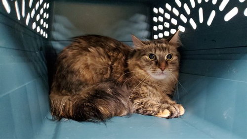 *SCOTCH, a cat for adoption from Aurora Animal Care and Control