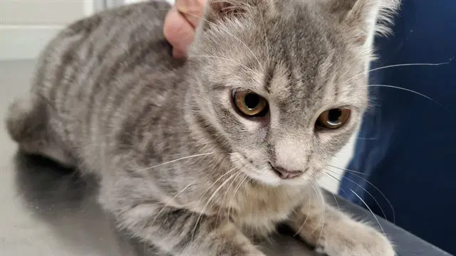 Hennessee - Domestic Short Hair