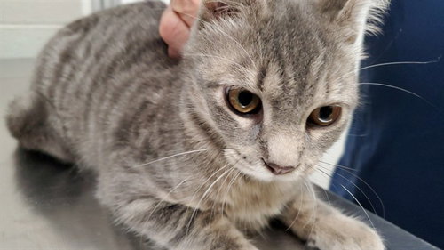 *HENNESSEE, a cat for adoption from Aurora Animal Care and Control