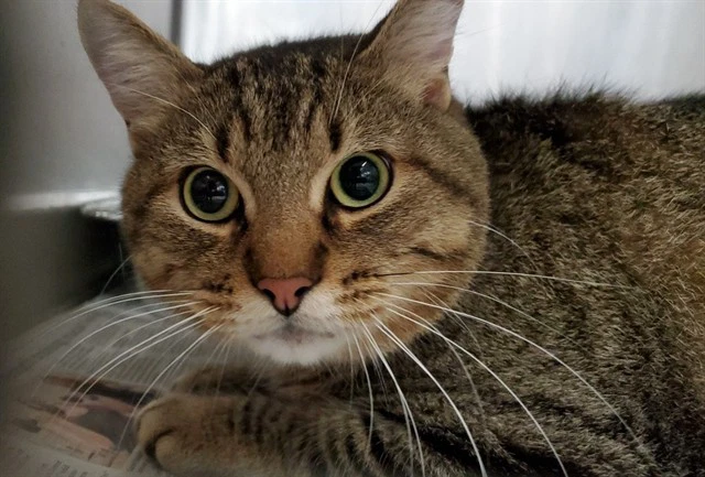 Milo