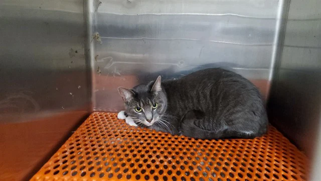 Sara