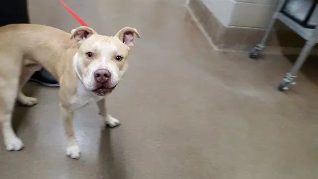 Mellow - American Pit Bull Terrier