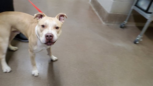 *MELLOW, a dog for adoption from Aurora Animal Care and Control