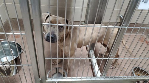 *GRASSHOPPER, a dog for adoption from Aurora Animal Care and Control