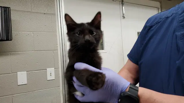 Bender - Domestic Short Hair