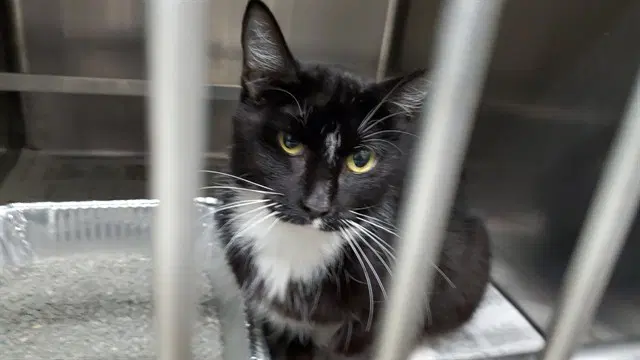 Cubasco - Domestic Short Hair