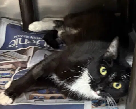Cubasco - Domestic Short Hair