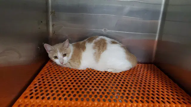 Crush - Domestic Short Hair