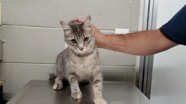 Pilsner - Domestic Short Hair
