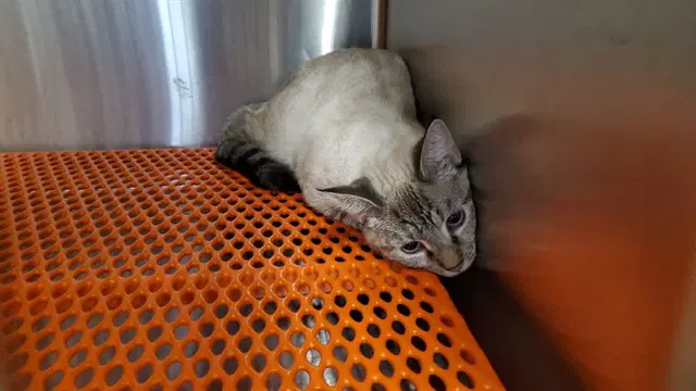 Galicia - Siamese
