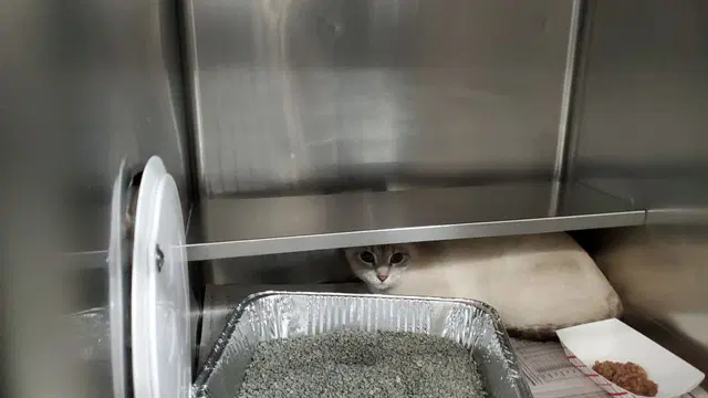 Anis - Siamese