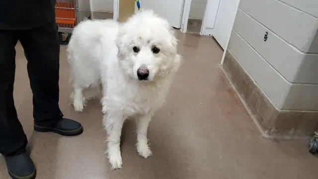 Cheer Bear - Great Pyrenees