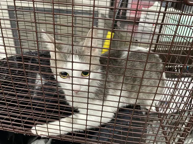 Appletini - Domestic Short Hair