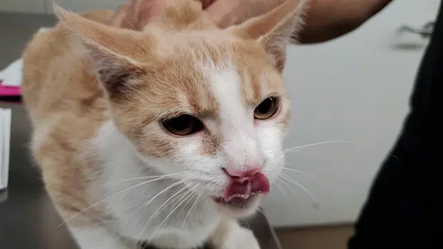 Caribou - Domestic Short Hair