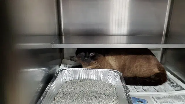 White Dragon - Siamese