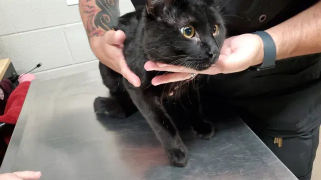 Jagermeister - Domestic Short Hair