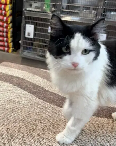 Cana - Domestic Long Hair