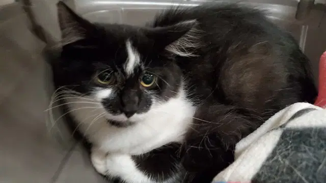 Cupa - Domestic Short Hair