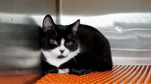 Snapper - Domestic Short Hair