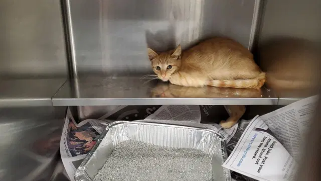 Tropical - Domestic Short Hair