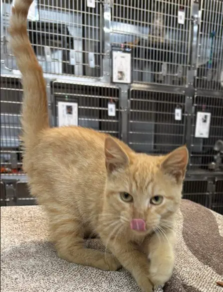 Tropical - Domestic Short Hair