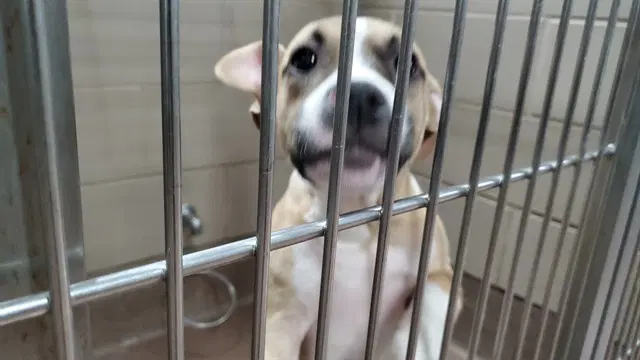 Roxie - American Pit Bull Terrier