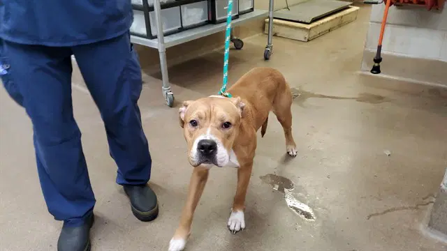 Exploratory - Boxer