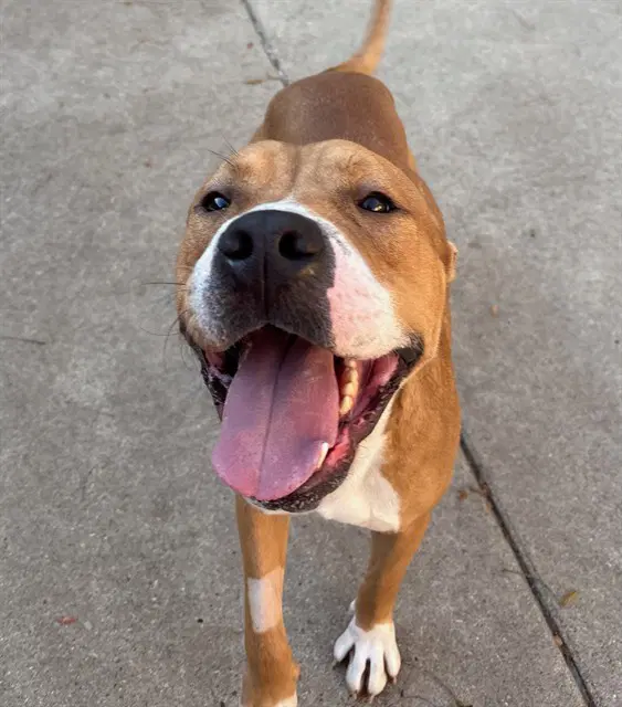 Exploratory - Boxer