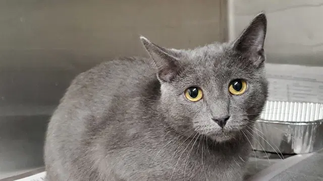Queen - Domestic Short Hair