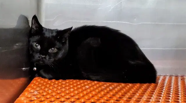 Sipper - Domestic Short Hair