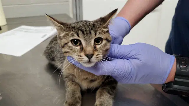 Humor - Domestic Short Hair