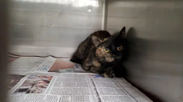 Americano - Domestic Short Hair