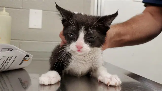 Elixir - Domestic Short Hair