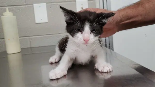 Whisper - Domestic Short Hair